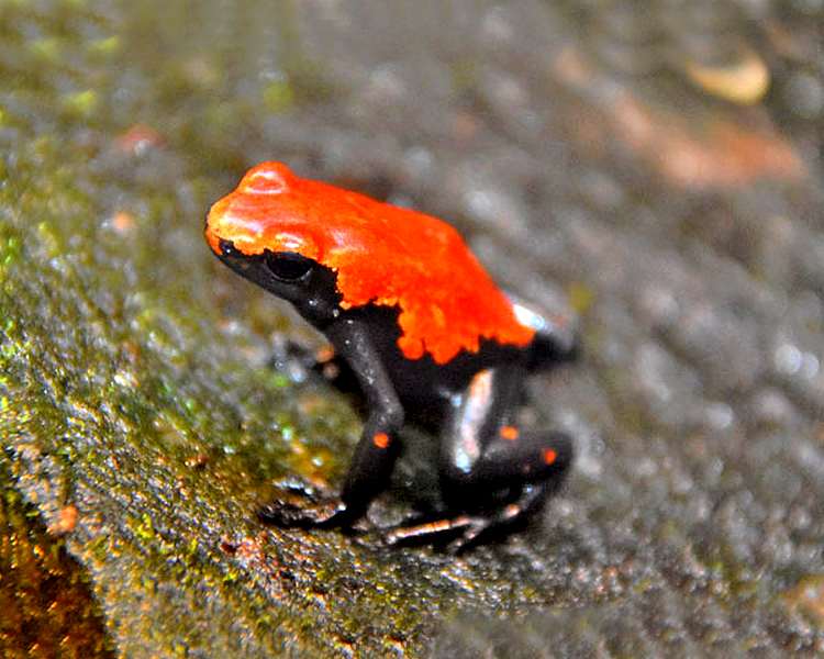 Orange Splashback Poison Dart Frog ~ 2cm
